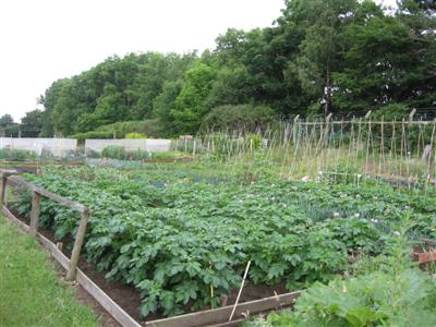 Oakley Way Allotments