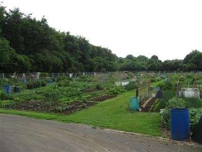 Sandy Lane Allotments